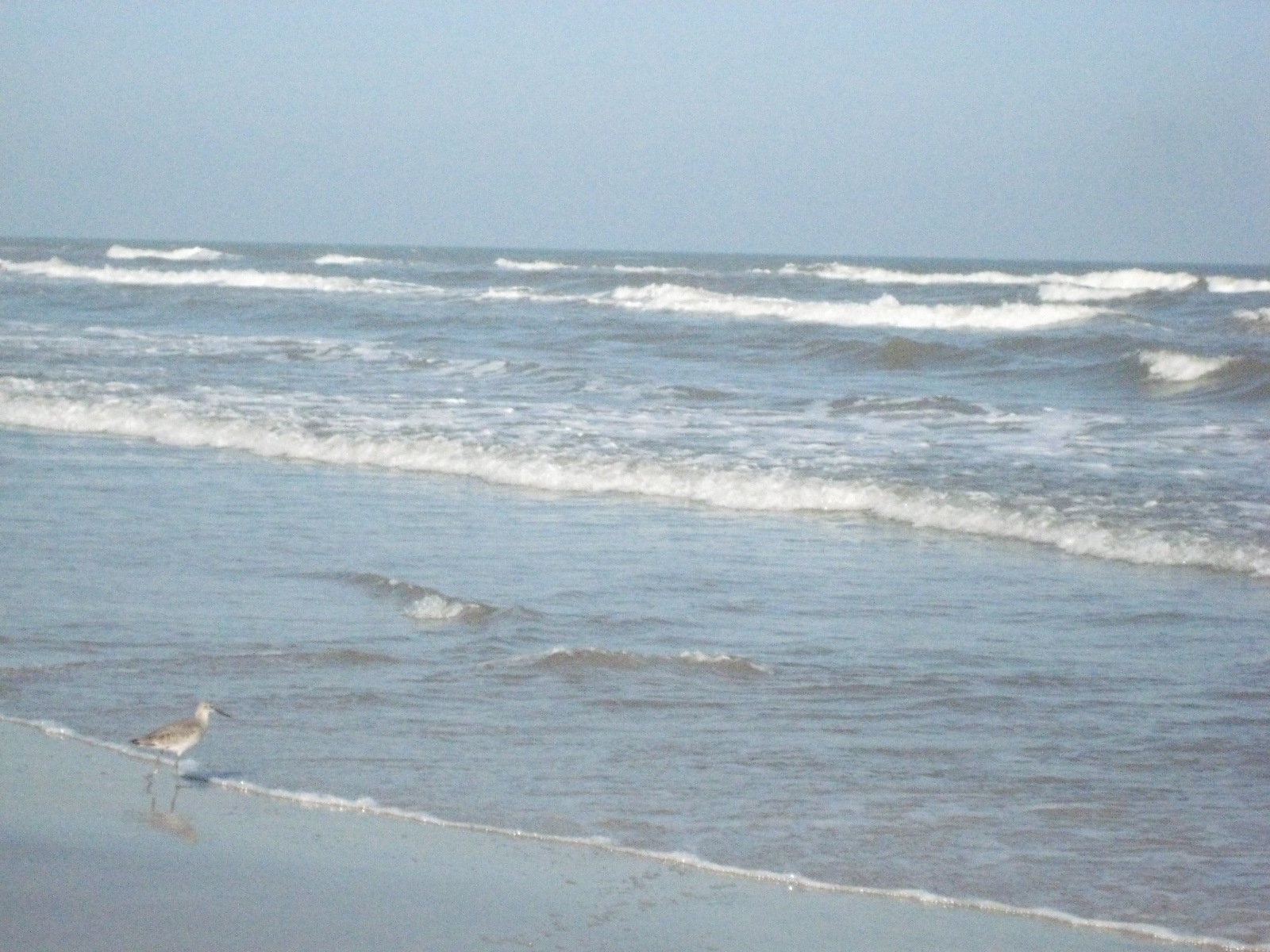Birds!